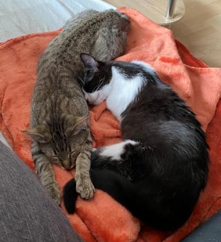 Melisa Bild von Melisa