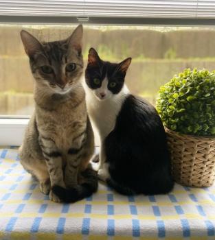 Melisa Bild von Melisa