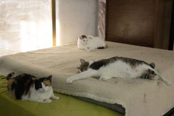 Manchitas Bild von Manchitas