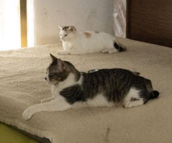 Manchitas Bild von Manchitas
