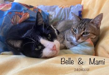 Belle Bild von Belle
