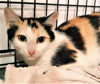 Mishu Bild von Mishu