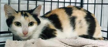 Mishu Bild von Mishu