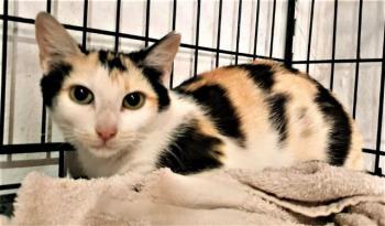 Mishu Bild von Mishu