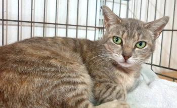 Nyasha Bild von Nyasha