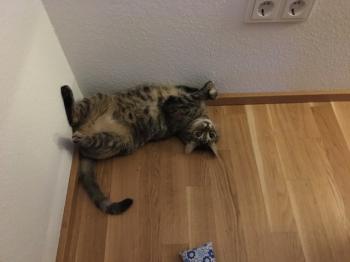 Fanfan Bild von Fanfan