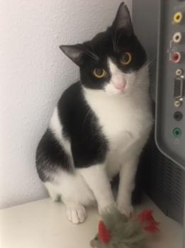 Tiko Bild von Tiko