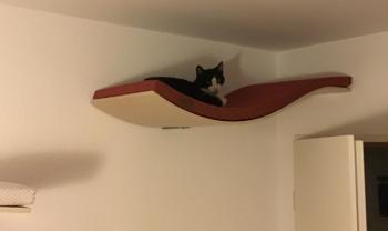 Feli Bild von Feli