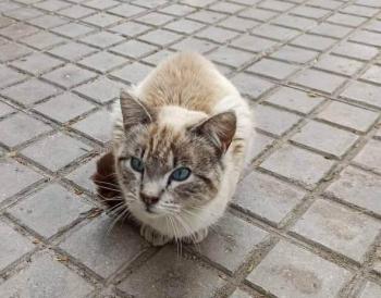 Amelio Bild von Amelio
