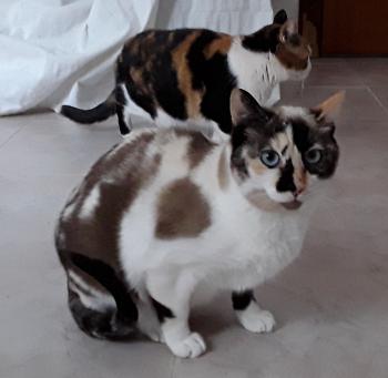 Lizzy Bild von Lizzy