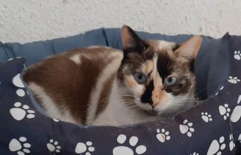 Lizzy Bild von Lizzy