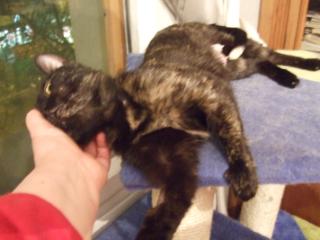 Pica Bild von Pica