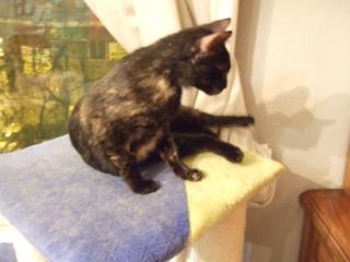 Pica Bild von Pica