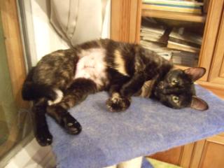 pica Bild von Pica