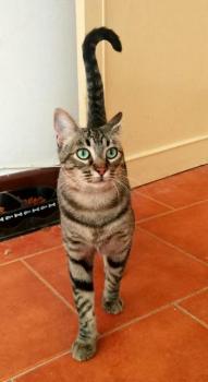 Tigerino Bild von Tigerino