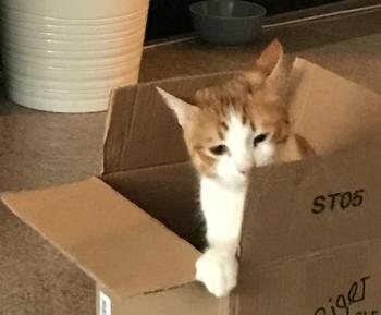Hazel Bild von Hazel