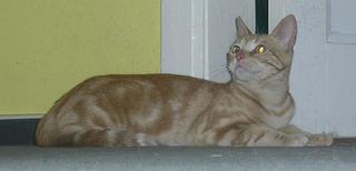 Ruby Bild von Ruby