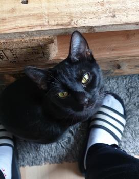Felisa Bild von Felisa