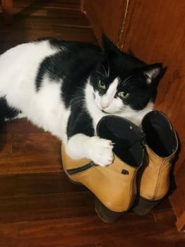 Nikito Bild von Nikito