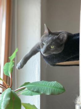 Clyde Bild von Clyde