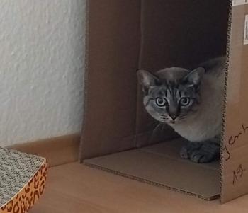 Reinita Bild von Reinita