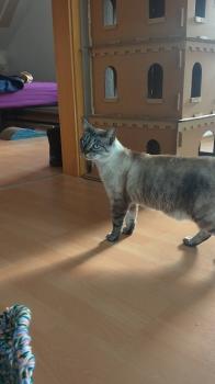 Reinita Bild von Reinita