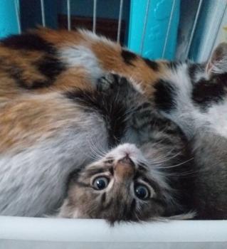 Juno Bild von Juno