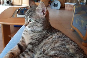 Sirin Bild von Sirin