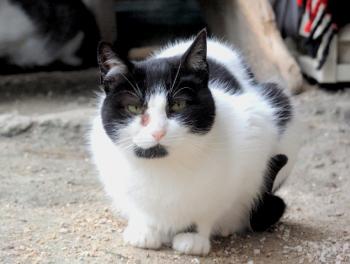 Selma Bild von Selma