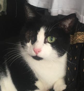 Nikito Bild von Nikito