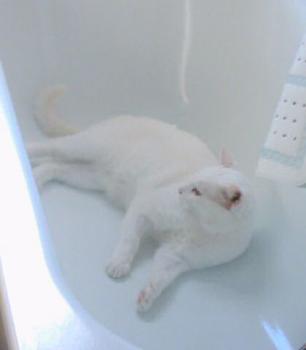 Albino Bild von Albino