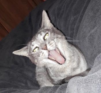 Simba Bild von Simba