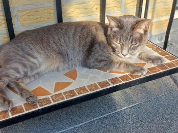 Simba Bild von Simba
