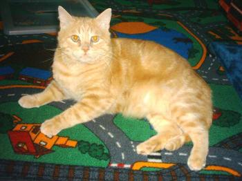 Tigger Bild von Tigger