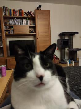 Noshi Bild von Noshi