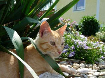 Romy Bild von Romy