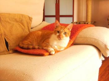 Filipo Bild von Filippo
