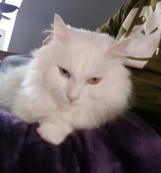 Bruma Bild von Bruma