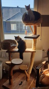 Copito Bild von Copito