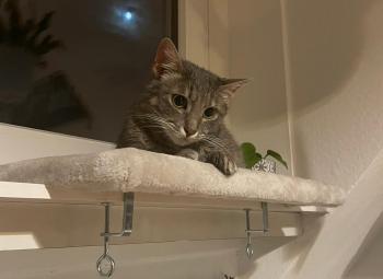 Moli Bild von Moli