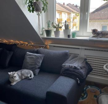 Moli Bild von Moli