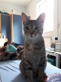 Sirin Bild von Sirin