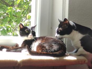 Noshi Bild von Noshi
