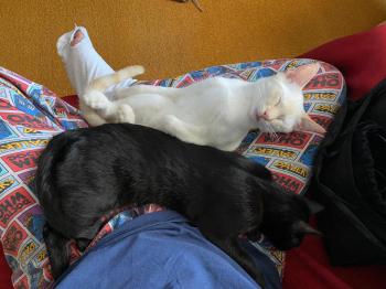 Tashi Bild von Tashi