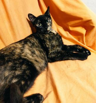 Moggy Bild von Moggy