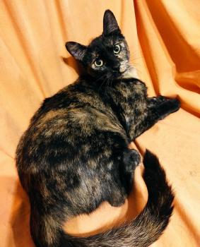 Moggy Bild von Moggy