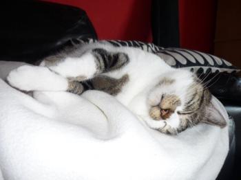 Panchi Bild von Panchi
