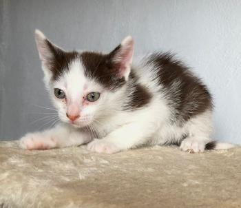 Ambrosio Bild von Ambrosio