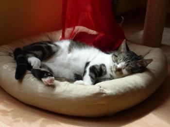 Panchi Bild von Panchi