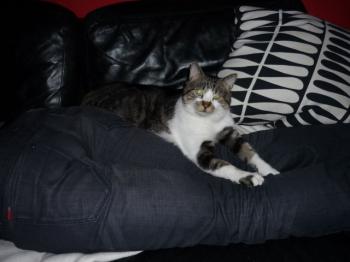 Panchi Bild von Panchi